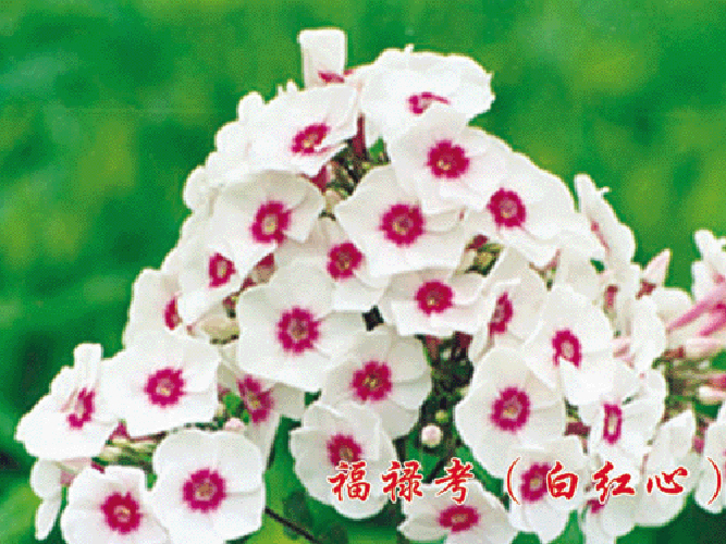 宿根福禄考（白红芯）|供应辽宁宿根福禄考|·辽宁宿根福禄考