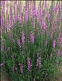 供应辽宁千屈菜|·辽宁千屈菜价格；辽宁千屈菜基地-辽宁千屈菜