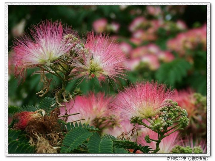 芙蓉树出售{辽宁芙蓉树批发}·辽宁芙蓉树价格|辽宁芙蓉树-