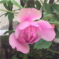 东北牡丹|供应耐寒牡丹|东北牡丹花卉 