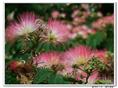 芙蓉树出售{辽宁芙蓉树批发}·辽宁芙蓉树价格|辽宁芙蓉树-