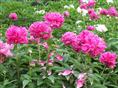辽宁芍药基地''`辽宁芍药价格`''辽宁芍药‘出售辽宁芍药0
