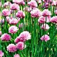 辽宁花葱·|辽宁花葱价格|~出售辽宁花葱|-辽宁花葱供应商