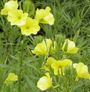 供应辽宁月见草·|辽宁月见草基地&辽宁月见草价格-辽宁月见草