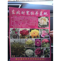 辽宁牡丹|辽宁牡丹花|辽宁牡丹鲜花