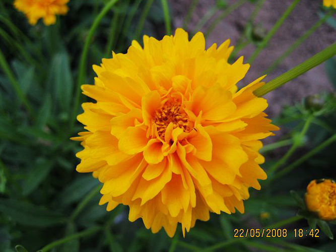 辽宁金鸡菊‘辽宁金鸡菊基地’辽宁金鸡菊供应基地|金鸡菊（图）