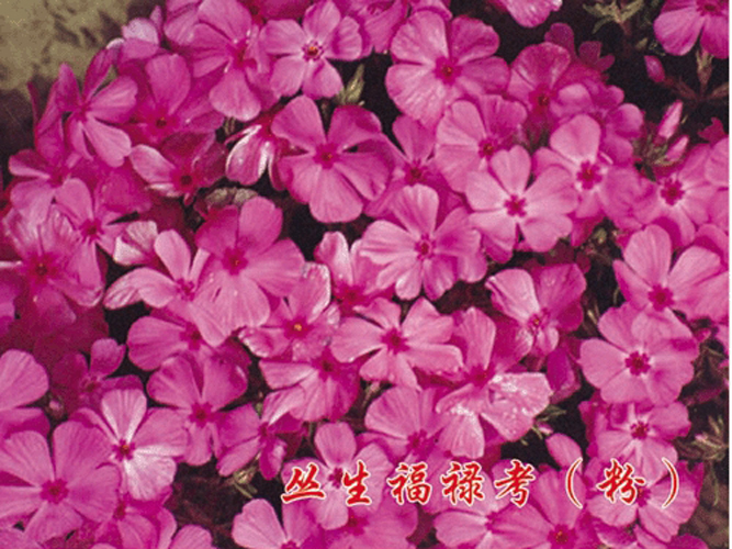 辽宁丛生福禄考基地-|‘辽宁丛生福禄考供应商’辽宁丛生福禄考