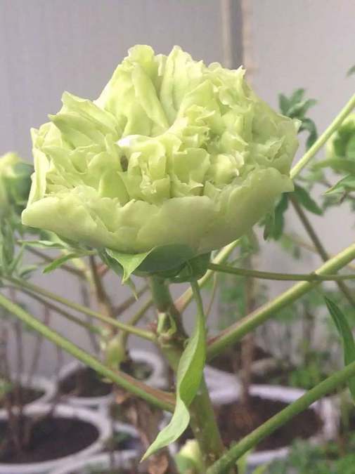 东北耐寒牡丹花出售