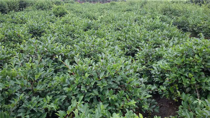 茶梅