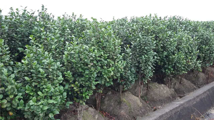 茶花