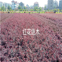 红花继木