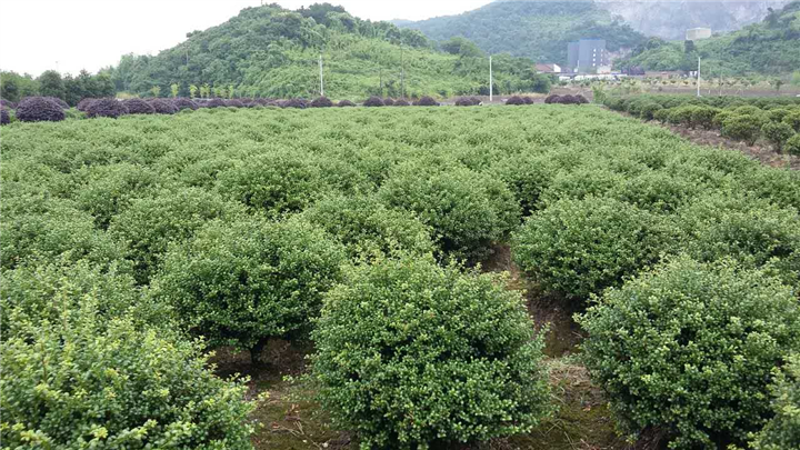 冬青球