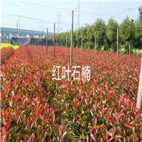 红叶石楠