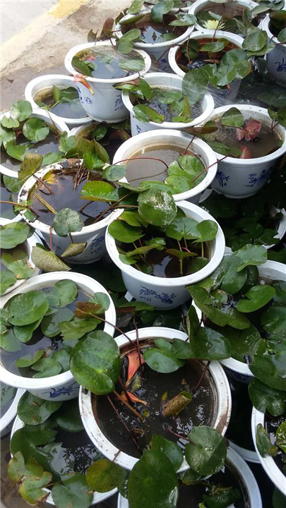 水生植物