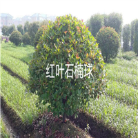 红叶石楠球