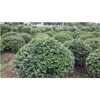 茶梅球