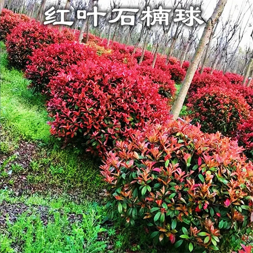 浙江红叶石楠球批发