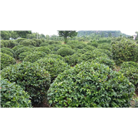茶梅球
