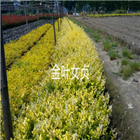 金叶女贞 ——浙江色块小苗——浙江色块苗13738126953 