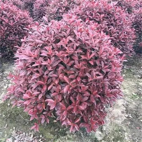 浙江红叶石楠球