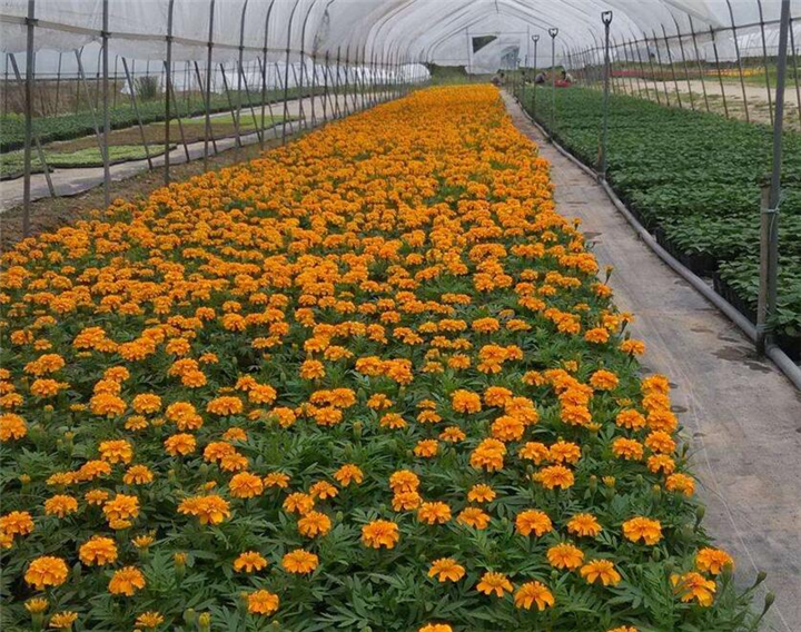 四季草花