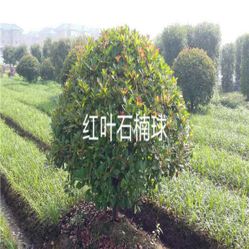 红叶石楠球