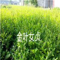 金叶女贞——浙江色块小苗——浙江色块苗13738126953 