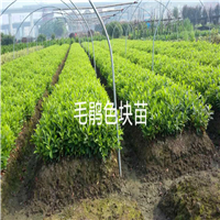 毛鹃色块苗 ——浙江色块小苗——浙江色块苗13738126953 
