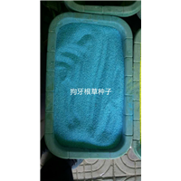四季草花