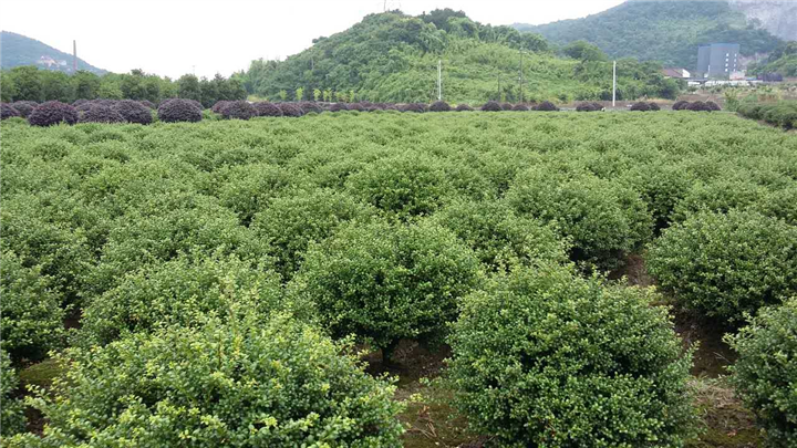 冬青球