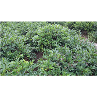 茶梅
