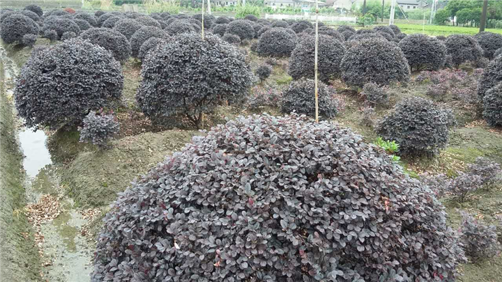 红花继木球