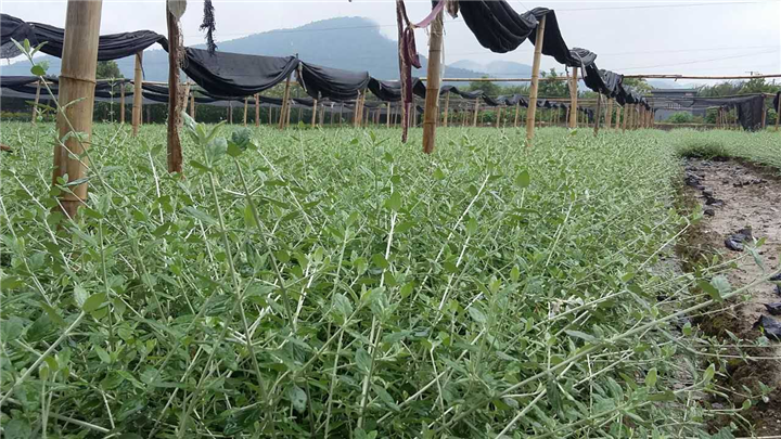 水果篮