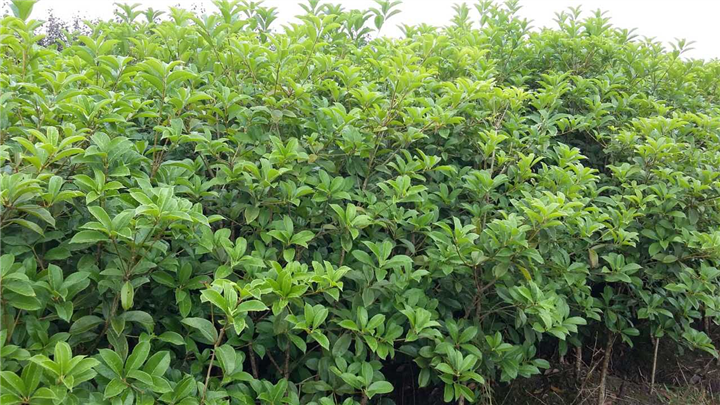 桂花树