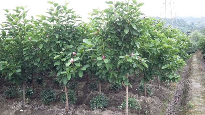 紫玉兰