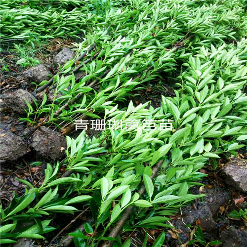 青珊瑚篱笆苗——浙江色块小苗——浙江色块苗13738126953 