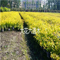 大花六道木