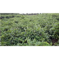 茶梅