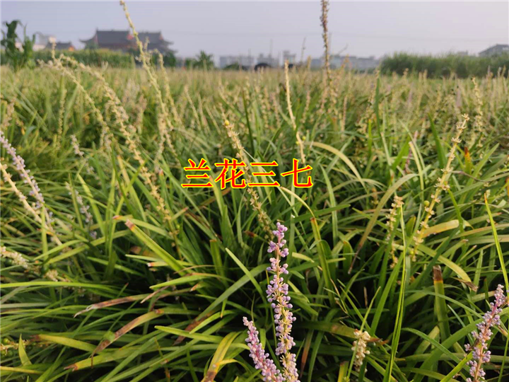 浙江兰花三七 