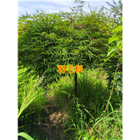 浙江羽毛枫主产地 