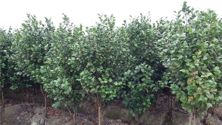 茶花