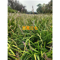 浙江杭州兰花三七 