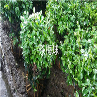 茶梅球