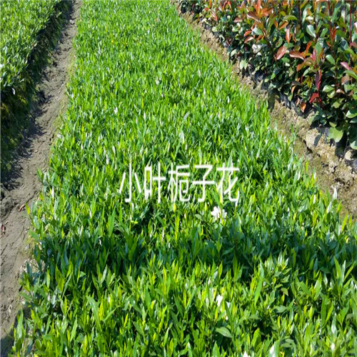 小叶栀子花-——浙江色块小苗——浙江色块苗13738126953 