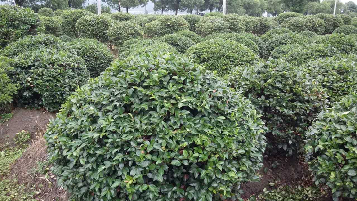 茶梅球