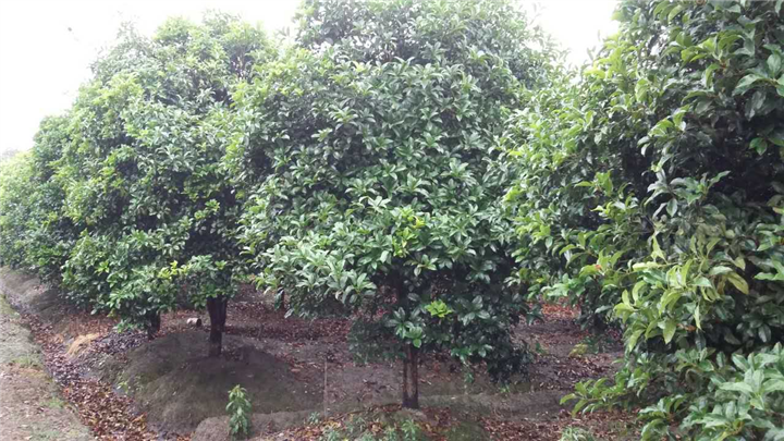 精品八月桂花