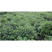 茶梅