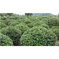 茶梅球