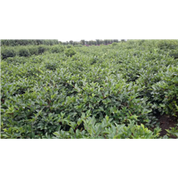 茶梅