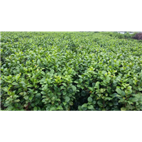 茶花
